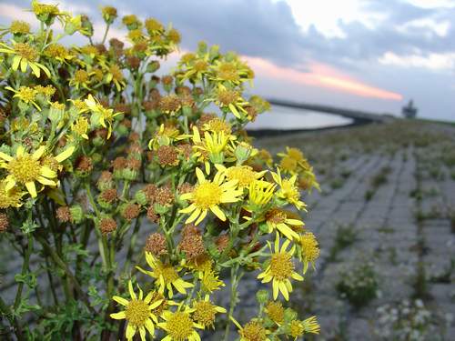 [Klik om te vergroten]