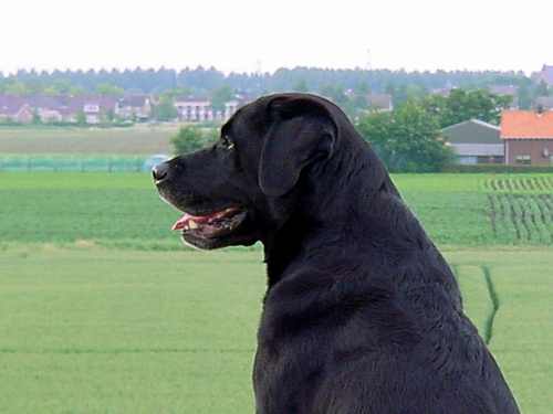 Focus, Labrador Retriever