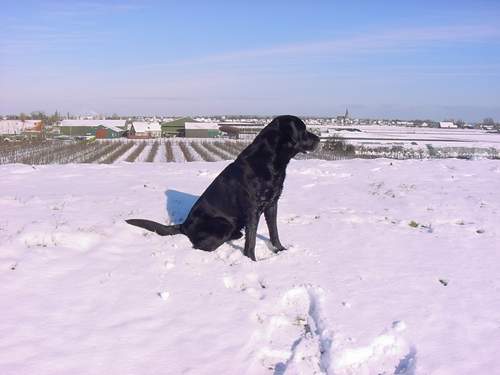 Focus in de sneeuw