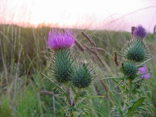 Speerdistel (Cirsium vulgare) aan de zeedijk.