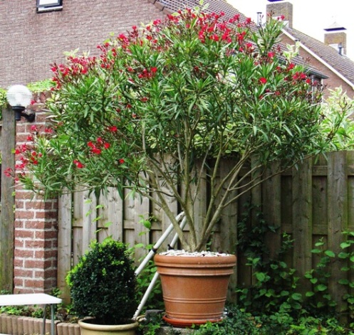 Nerium Oleander, manshoog in de achtertuin, zomer 2007.