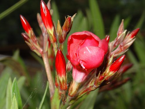 Nerium Oleander in de knop.