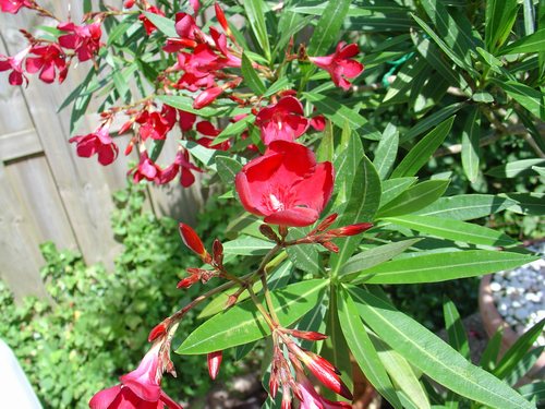 Nerium Oleander in de achtertuin, zonovergoten, zomer 2006.