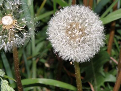 Paardebloem, uitgebloeid (Taraxacum officinale) aan de dijk.