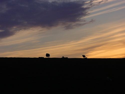 Schapen op de zeedijk van de Westveerpolder bij Waarde.