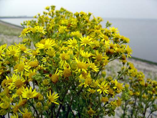 Jacobskruiskruid (Jacobaea vulgaris) in de glooiing van de zeedijk. ZEER GIFTIG!