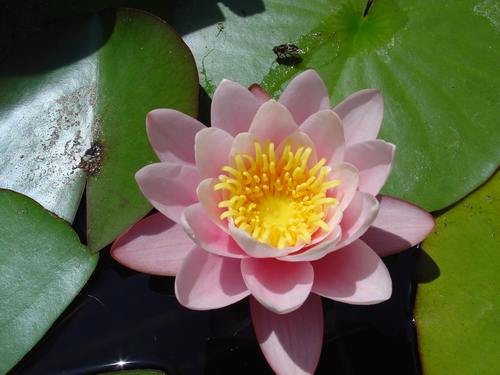 Waterlelie (Nymphaea hybr. 'General Pershing') in de vijver.