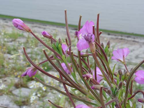 Viltige basterdwederik (Epilobium parviflorum) aan de zeedijk.
