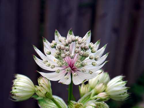 Zeeuws knoopje (Astrantia major)in de tuin.